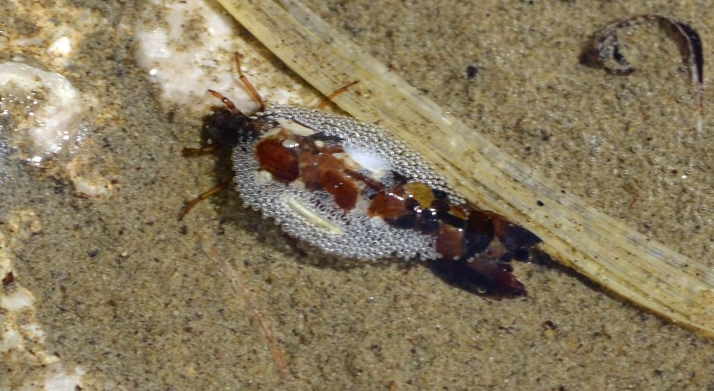Larva di tricottero Limnephilidae